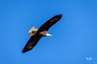 Conowingo Dam Eagles-137