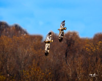 Conowingo Dam Eagles--2