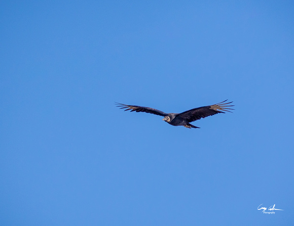 Conowingo Dam Eagles-196