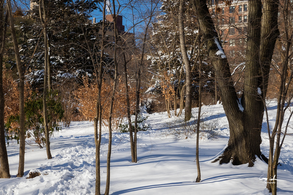 Central Park Snow (363 of 97)