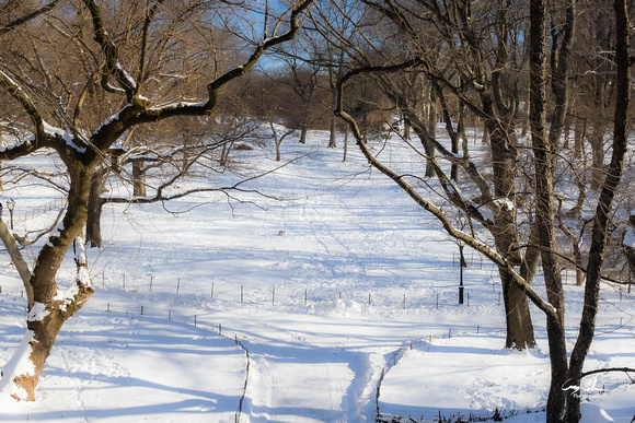 Central Park Snow (339 of 97)