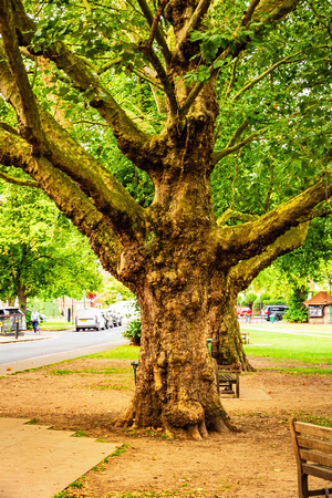 Richmond, Kew Gardens-6