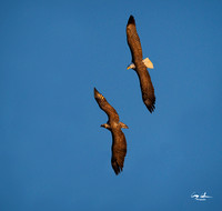 Conowingo Dam Eagles-