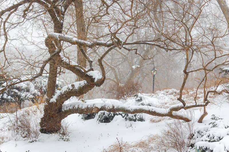 Central Park Snow (102 of 164)