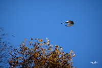 Conowingo Dam Eagles-21