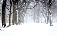 Snow Storm in Central Park  Jan 2022
