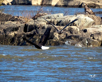 Conowingo Dam Eagles-284