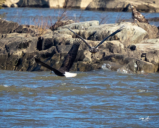 Conowingo Dam Eagles-284
