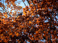 Conowingo Dam Eagles-10