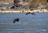 Conowingo Dam Eagles-100