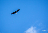 Conowingo Dam Eagles-45