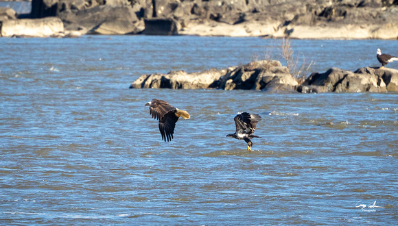 Conowingo Dam Eagles-171