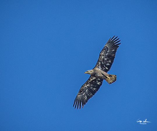 Conowingo Dam Eagles-176