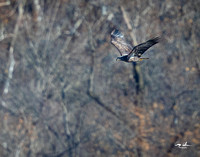 Conowingo Dam Eagles-253
