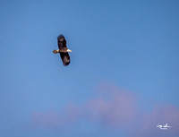 Conowingo Dam Eagles-142