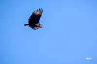 Conowingo Dam Eagles-138