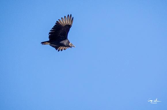 Conowingo Dam Eagles-138