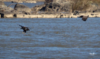 Conowingo Dam Eagles-288