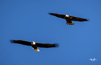 Conowingo Dam Eagles-181