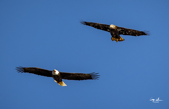 Conowingo Dam Eagles-181